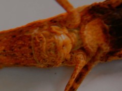 Calamacris clendoni