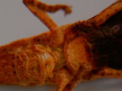 Calamacris clendoni