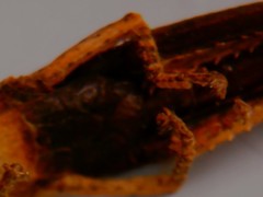 Calamacris clendoni