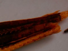 Calamacris clendoni
