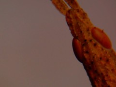 Calamacris clendoni