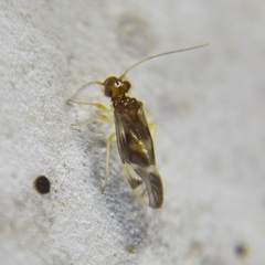 Propsocus pulchripennis