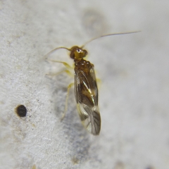 Propsocus pulchripennis