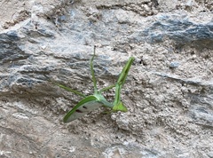 Stagmatoptera supplicaria