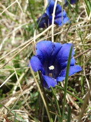 Gentiana clusii