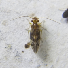 Propsocus pulchripennis