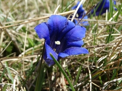 Gentiana clusii