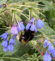 Bombus