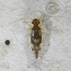 Propsocus pulchripennis