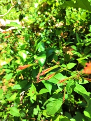 Cuphea appendiculata