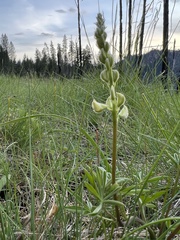 Lupinus albicaulis