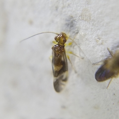 Propsocus pulchripennis