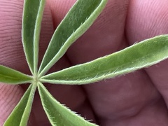 Lupinus albicaulis