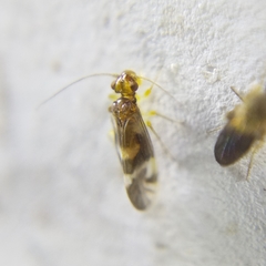 Propsocus pulchripennis