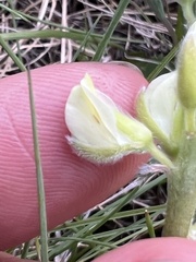Lupinus albicaulis