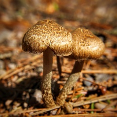 Inocybe lacera