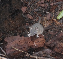 Antechinus mysticus
