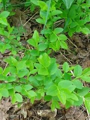 Vaccinium myrtillus