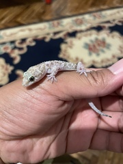 Hemidactylus turcicus