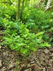 Vaccinium myrtillus