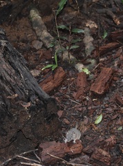 Antechinus mysticus