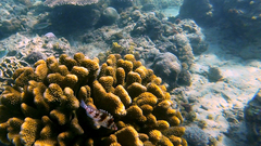 Cirrhitichthys falco