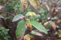 Cornus sericea occidentalis