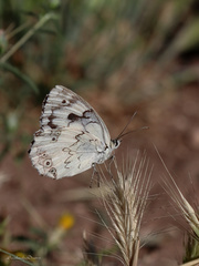 Melanargia titea