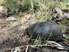 Kinosternon sonoriense