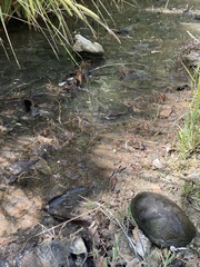 Kinosternon sonoriense