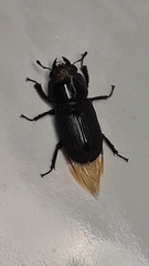 Dorcus musimon