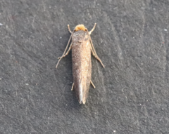 Cephimallota crassiflavella