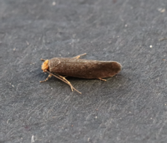 Cephimallota crassiflavella