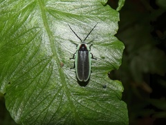 Image of Lucidota amabilis