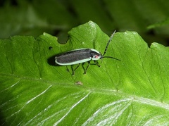 Lucidota albocincta