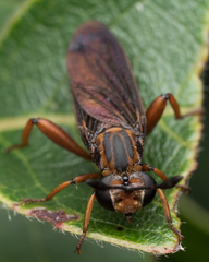 Phyllomydas parvulus