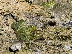 Lithobates chiricahuensis