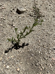 Lappula occidentalis