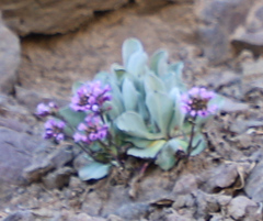 Phoenicaulis