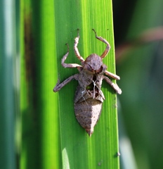 Gomphus