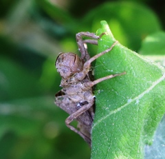 Gomphus