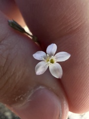 Gilia clokeyi