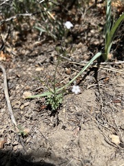 Gilia clokeyi