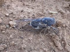 Hadoa chiricahua