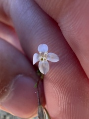Gilia clokeyi