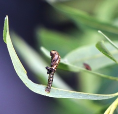 Chrysomela vigintipunctata