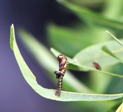 Chrysomela vigintipunctata