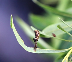 Chrysomela vigintipunctata