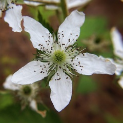 Rubus idaeus strigosus