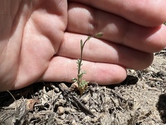 Gilia clokeyi